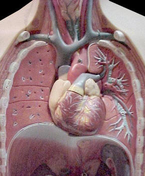 Lungs uzopedia 1